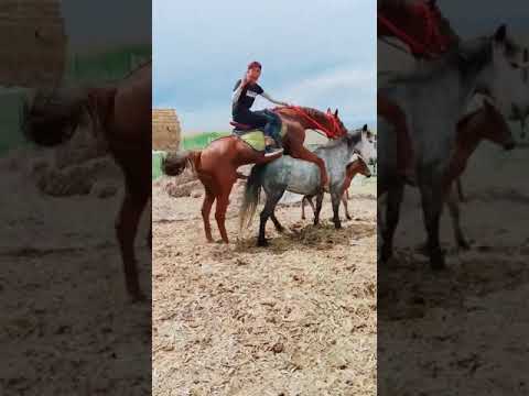 watch-and-try-to-stop-laughing---super-funny-horse-video-|-瘋狂的馬