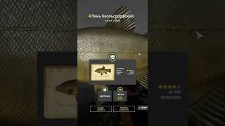оз.Медное / ТРОФЕЙНЫЙ ЛИНЬ КВОЛЬСДОРФСКИЙ / 03.09.2025 #carpfishing #рыбалканафидер #fishing