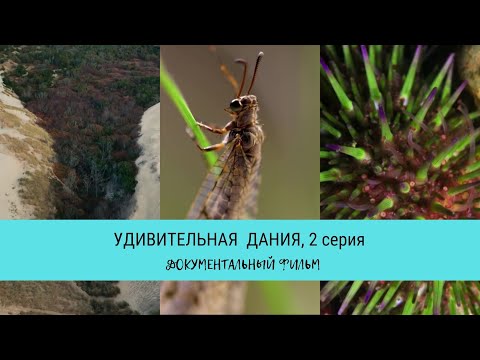 Video: Даниянын Белек берүүчүлөр үчүн бажы регламенти