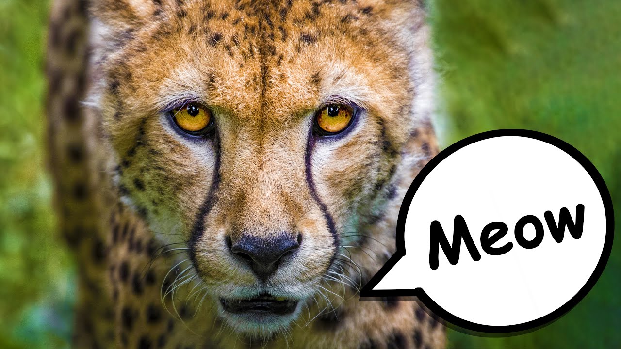 What sound does a CHEETAH make? | Safari Animals - YouTube