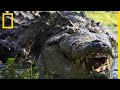 Un crocodile de trois mètres se promène dans un quartier résidentiel