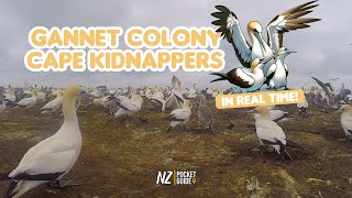 45-Minute Real-Time Gannet Colony Experience: Cape Kidnappers' Incredible World by NZ Pocket Guide 66 views 2 months ago 44 minutes