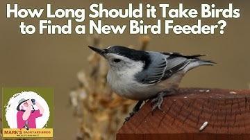 How Long Should it Take Birds to Find a New Feeder?