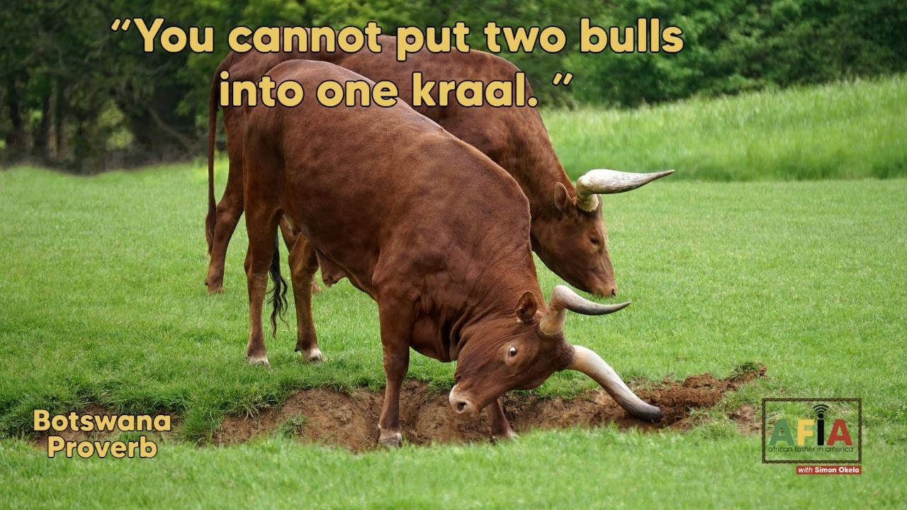 you-cannot-put-two-bulls-into-one-kraal-afiapodcast-youtube