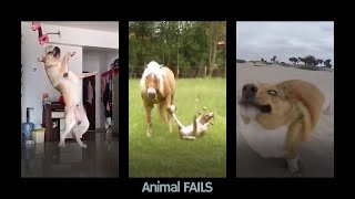 Funny Animal Fails  ǀǀ Try Not To Laugh