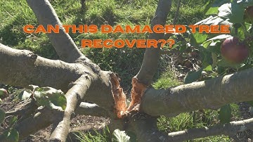 How to fix a split tree.