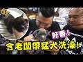 【老含與狗】小花寵物美容初體驗！給惡霸犬進行由內而外改造大變身？！【含老闆】