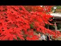 〈彩前線〉参道包む紅葉のグラデーション　西脇・西林寺