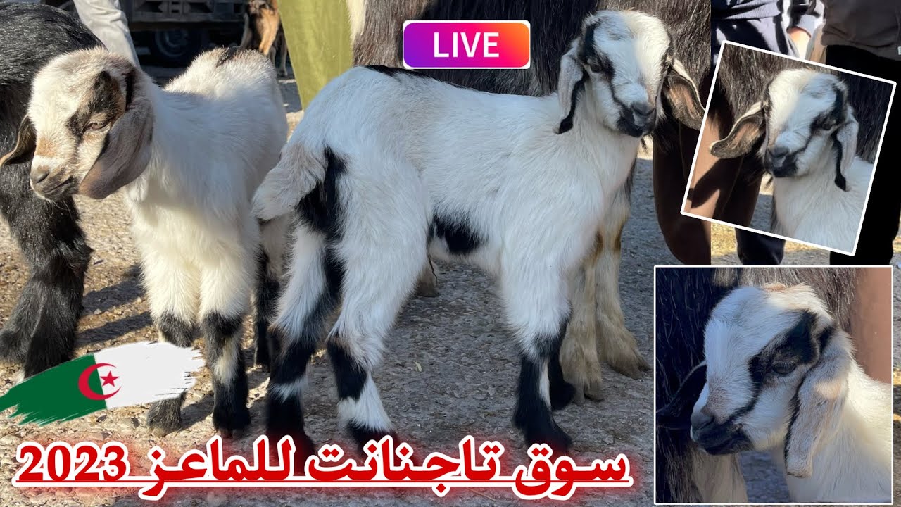 أسعار الماعز الحلوب و اللحوم من سوق تاجنانت ولاية ميلة شاهد أسواق الشرق الجزائري على دنيا تي في 🇩🇿