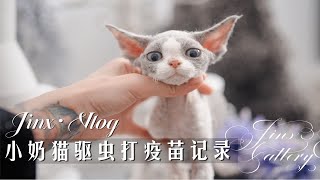 VLOG | 德文小奶猫首次驱虫+第一针疫苗记录太可爱啦