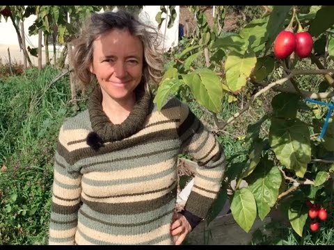 Vidéo: Tamarillo, Ou Arbre De La Tomate. Plantes Intéressantes. Histoire. Application. Fruits Exotiques. Photo