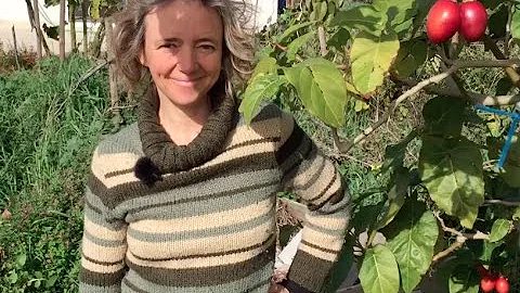 Comment s'appelle l'arbre de la tomate ?