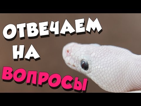 ГДЕ, КТО, КАК, ЧЕМ, ПОЧЕМУ❓ОТВЕЧАЕМ НА САМЫЕ ЗАДАВАЕМЫЕ ВОПРОСЫ❗❗❗