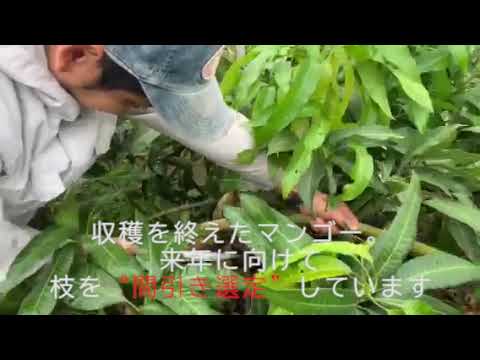 マンゴーの間引き剪定 Youtube マンゴーの間引き剪定 Youtube