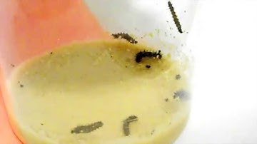 Painted Lady Butterflies (Larvae) Day 1