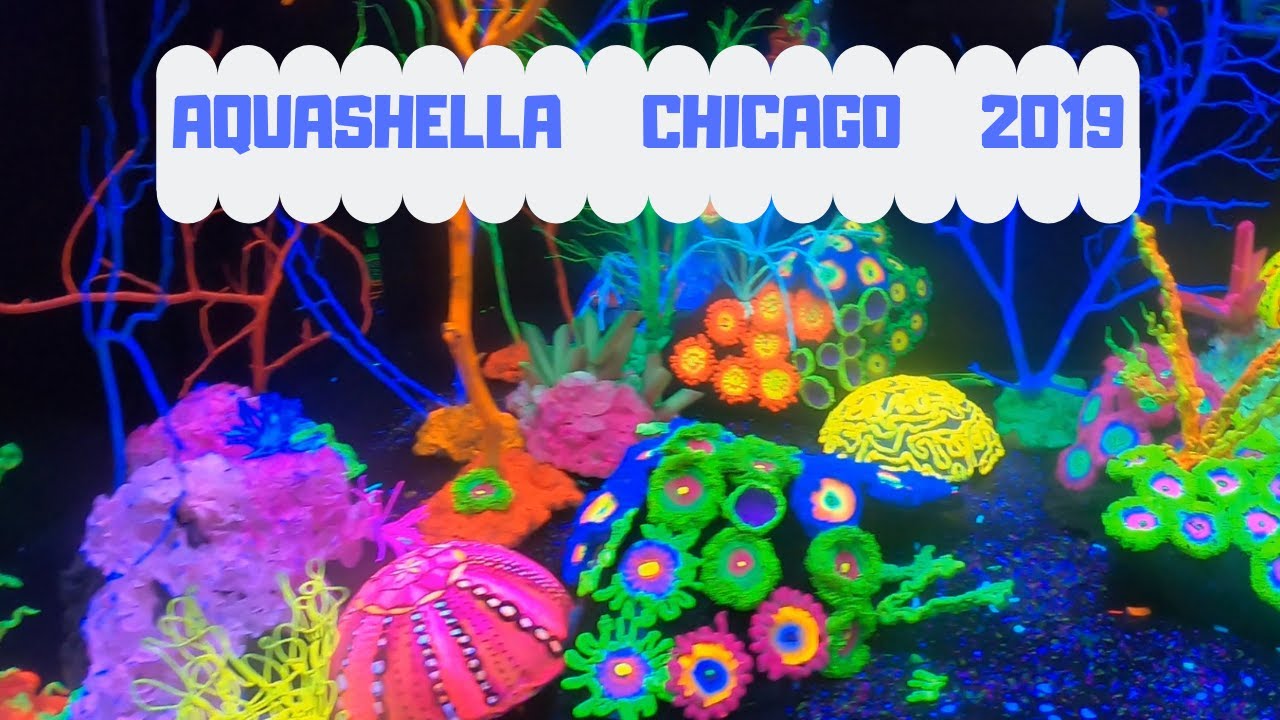 Aquashella Chicago 2019 - YouTube