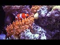 Under the sea ocean animal moves free resource