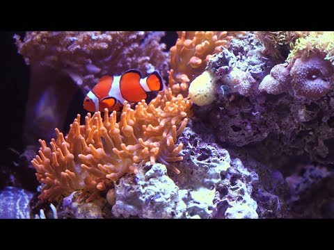 Video: How Aquatic Animals Move