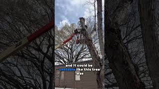 Hazardous removal of dead tree in between mobile homes!