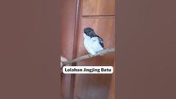 Suara Anakan Burung Jingjing Batu
