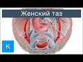 Женский таз - Анатомия человека | Kenhub
