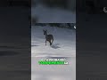 🇪🇸🐗 Descubriendo la Magia del Invierno El Primer Encuentro de un Ternero con la Nieve