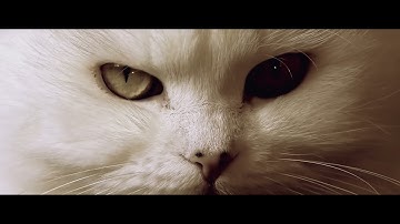 beyerdynamic quinta wireless conferencing