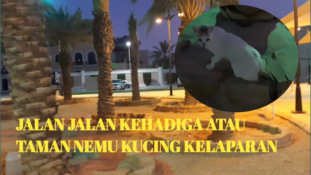  JALAN  JALAN  KE  HADIGA TAMAN  ADA KUCING KELAPARAN YouTube