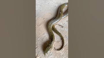 뱀이 집으로 기어들어간다 #Shortvideo #snake #nest #animals #viral Rắn bò vào nhà #nest #animals #viral