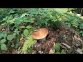 grzyby 2021 Krótki popołudniowy spacer mushrooms грибы fungi Beskid Niski