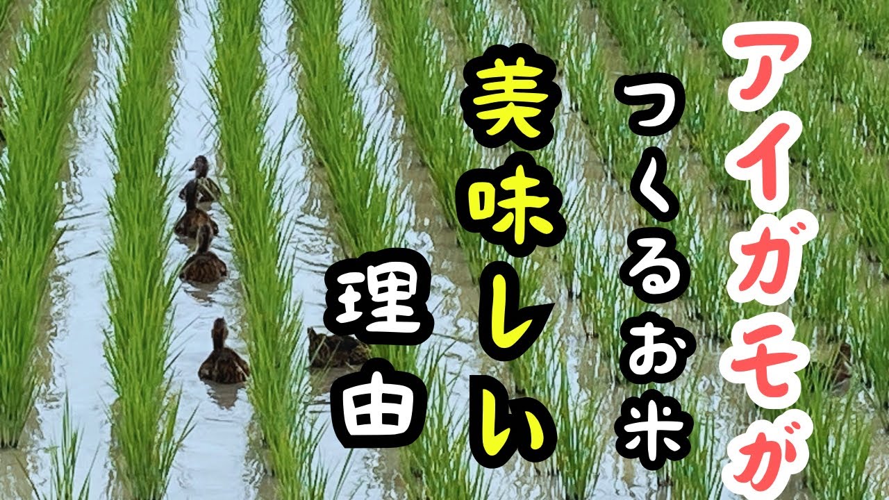 アイガモ農法のお米】美味しい理由3選「兵庫県丹波篠山市・井関農園