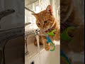 This Cat Just Invented a New Scissors Technique 🐱✂️ #shorts #cats