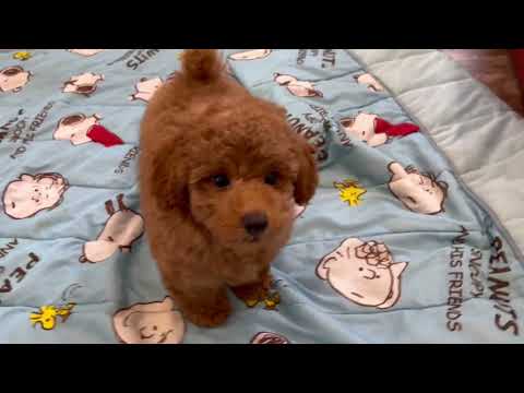 堺市のペットショップのトイプードルペットNo.250401の子犬動画サムネイル
