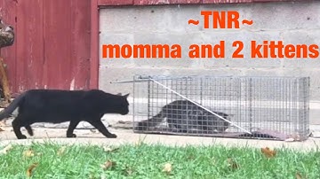 Cat trapping videos for TNR -Trapping feral cats ~ momma and 2 kittens TNR