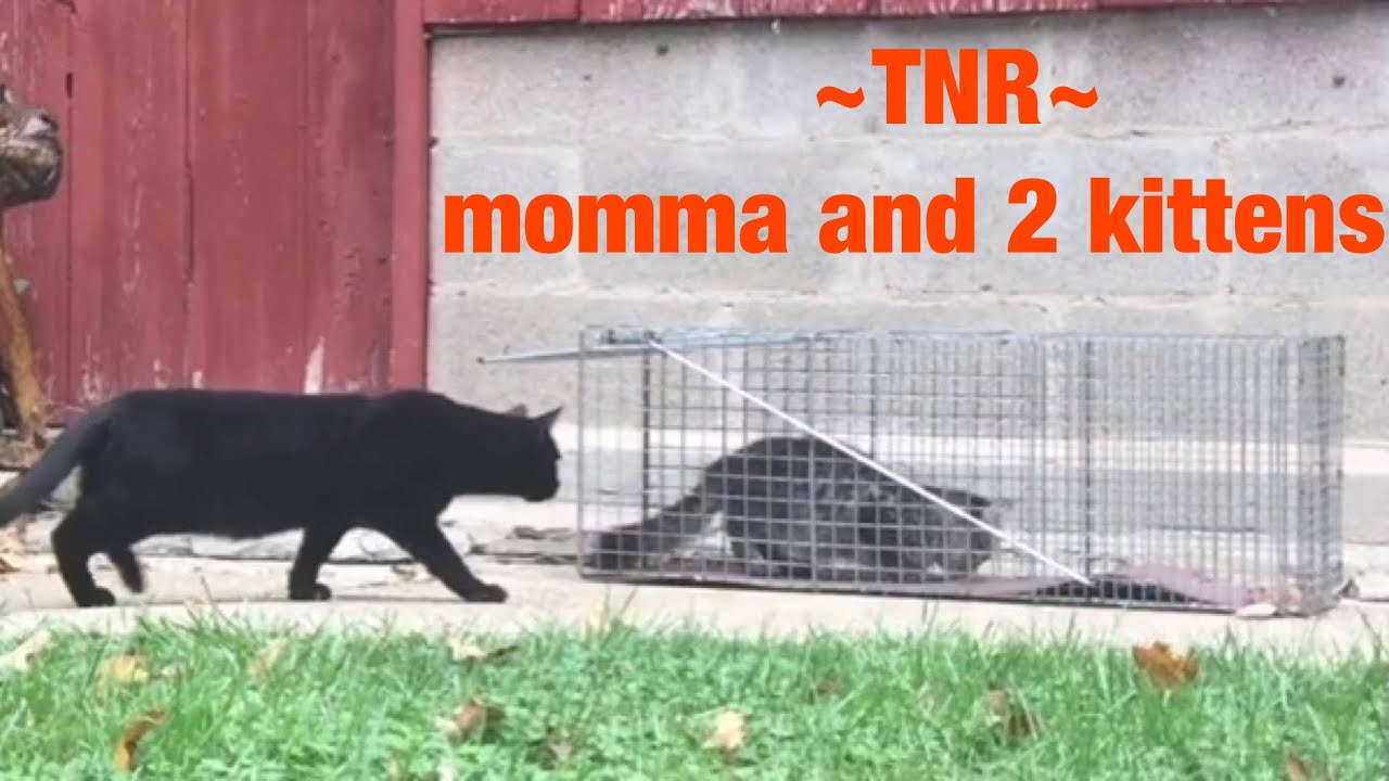 Cat trapping videos for TNR -Trapping feral cats ~ momma and 2 kittens TNR