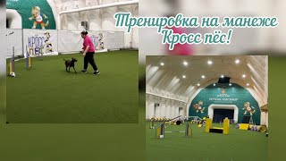 Тренировка на манеже Кросс пёсг