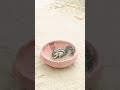 #love #hindisong #cover #snake #ekmotahathighumechala #funny #comedy #song #cobra #nature #photo
