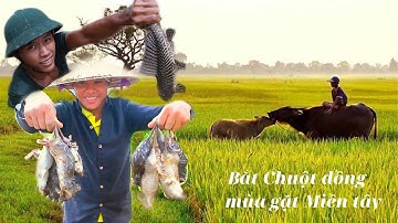 Bắt Chuột Đồng Mùa gặt Miền tây - Go Catching mice in the field | Ký Ức Miền Quê #2
