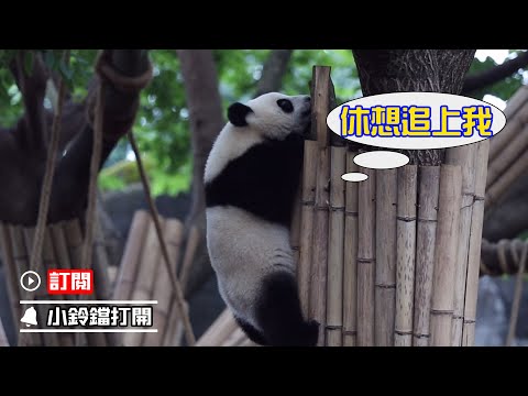 《熊貓早晚安》熊貓寶寶爬樹卻遭同伴阻撓 | iPanda熊貓頻道