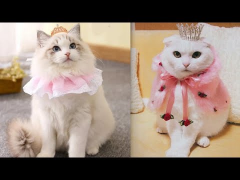 Video: Những Cung Hoàng đạo Nào Hợp Với Mèo