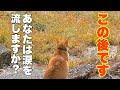 衝撃すぎた!猫にこんな一面があるとは誰も思わないでしょう!
