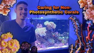 CARING FOR NPS (non-photosynthetic) CORAL! screenshot 1