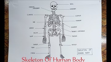 How to draw human skeleton step by step very easy method