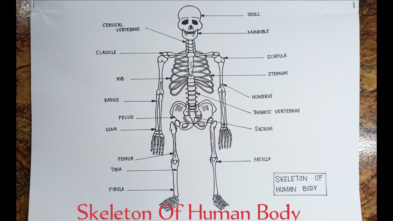 Skeletal System, appendicular Skeleton, integumentary System, axial Skeleton,  Muscular system, bones, human Skeleton, figure Drawing, skeleton, Anatomy |  Anyrgb