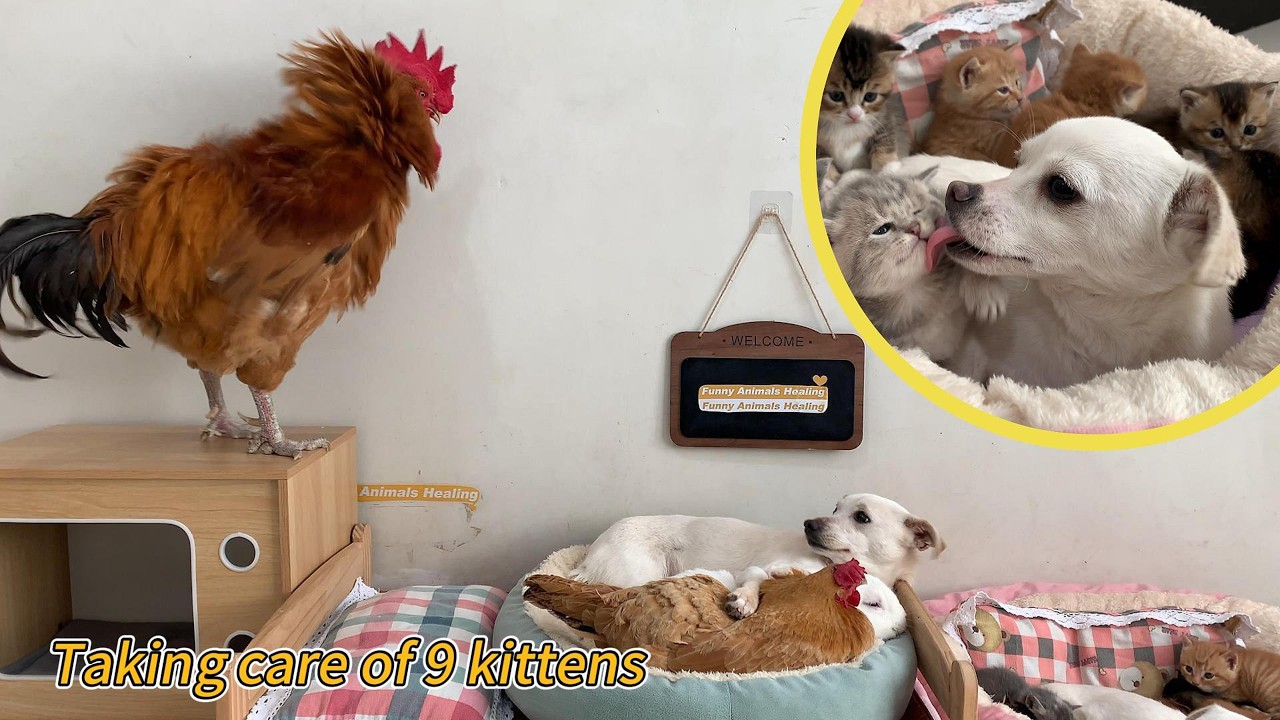 The hen, along with the puppy and rabbit, looked after the kittens, which angered the rooster.