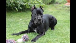 Cane Corso dog training, тренировка собаки Кане Корсо Cane Corso dog training, тренировка собаки Кане Корсо