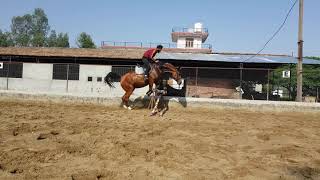 Warmblood for sale in india.