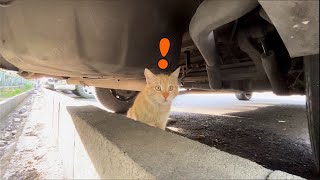 Chasing cat under the cars to making force friendship