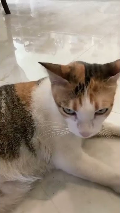 Sound Kucing Yang Sedang Viral, Lihat Kelucuannya