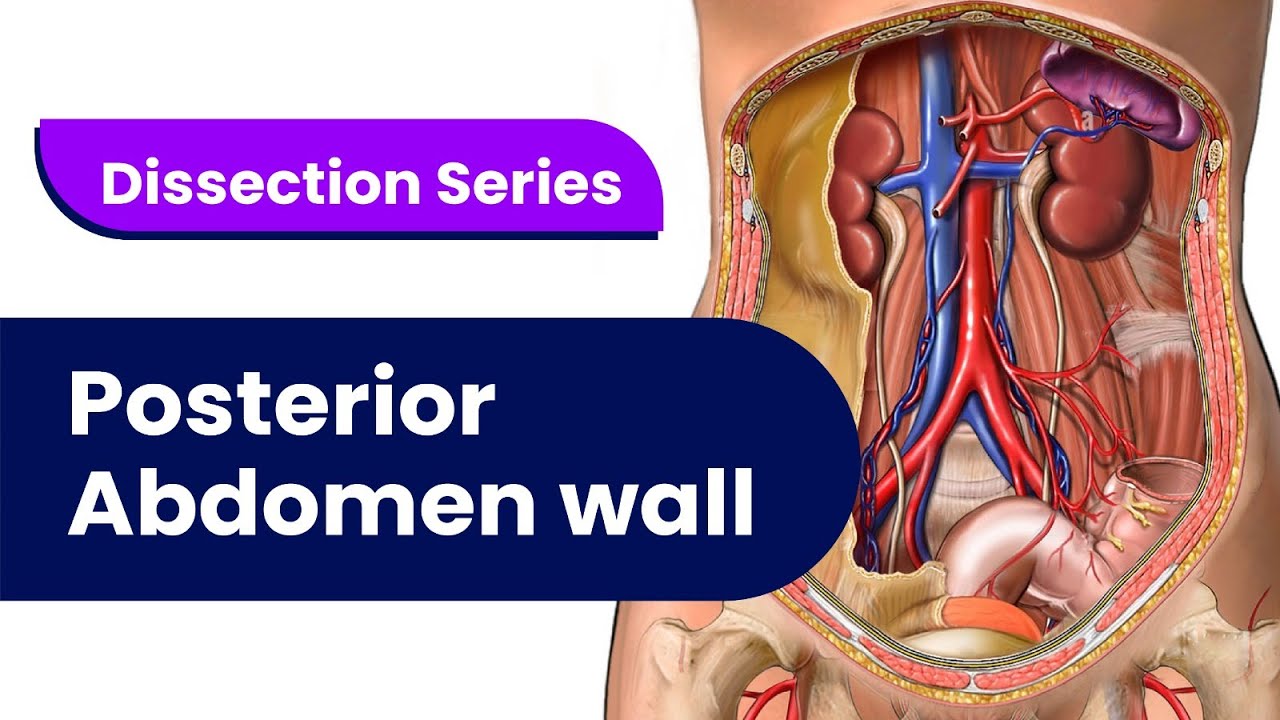 Anatomy Practicals Dissection of Posterior Abdominal Wall YouTube